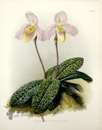 Linden Orchids 06